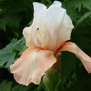 Iris Germanica Apricot and White