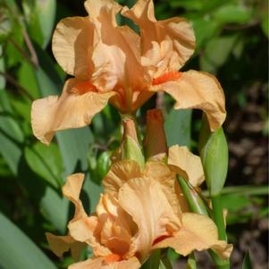 Iris Germanica Orange