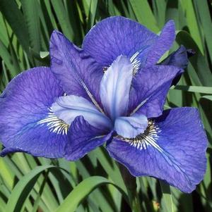 Iris Siberica Painted Desert