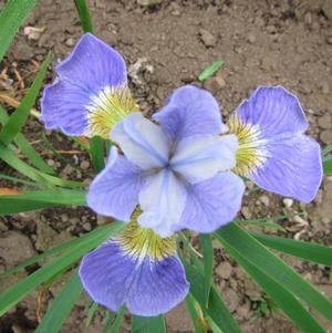 Iris Siberica Sky Wings