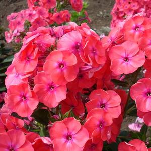 Phlox Paniculata Coral Flame (PPAF)