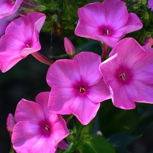 Phlox Paniculata Pink Flame (PPAF)