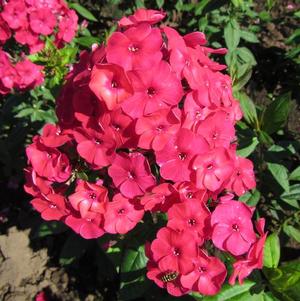 Phlox Paniculata Red Flame (PPAF)
