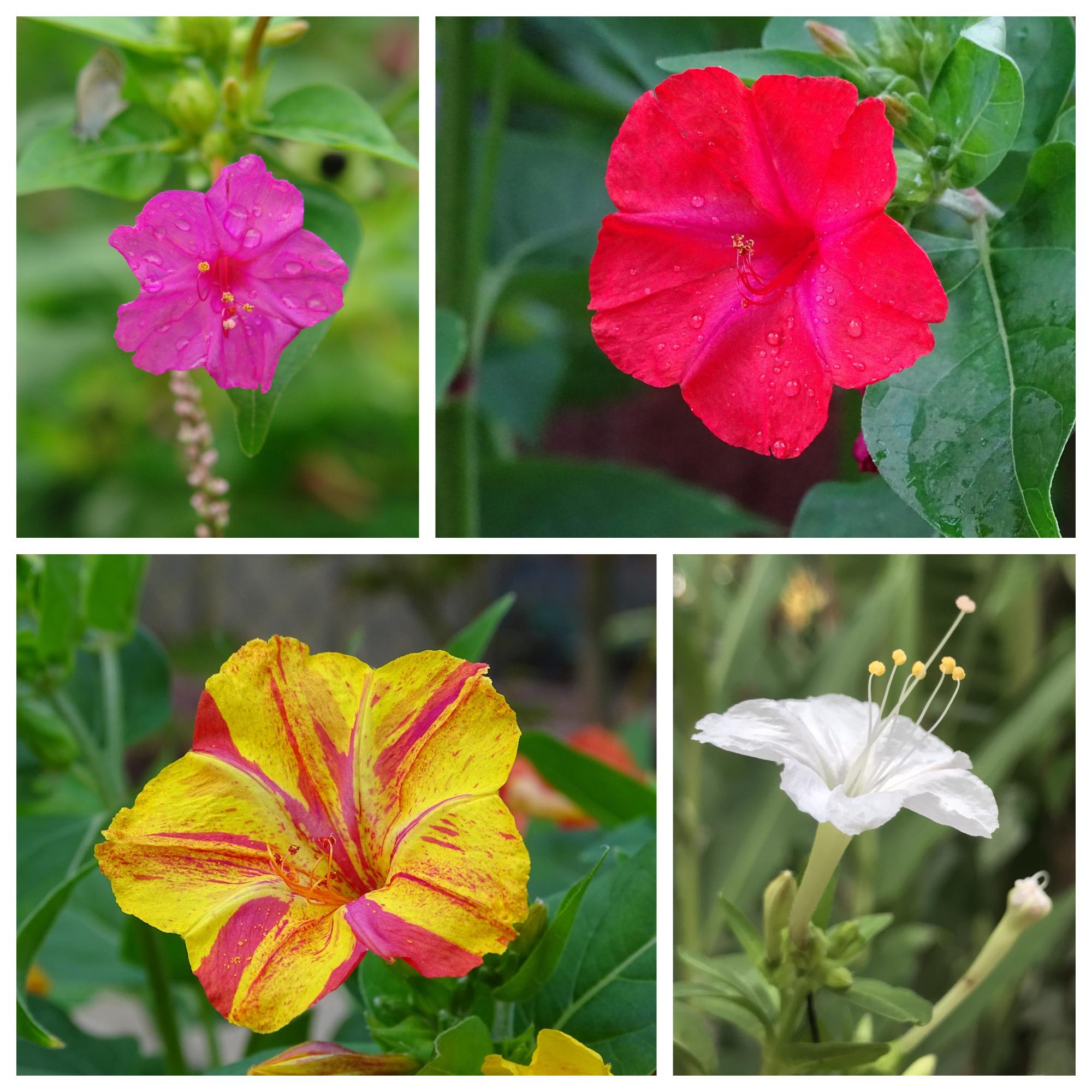 Mirabilis jalapa 4 OClock flowers