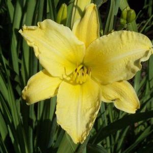 Hemerocallis Hyperion