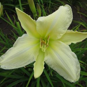 Hemerocallis Purely
