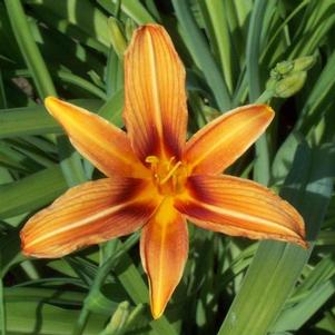 Hemerocallis Rajah