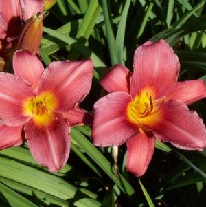Hemerocallis Wine Delight