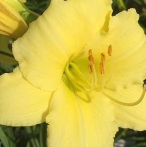 Hemerocallis Fragrant Return