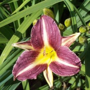 Hemerocallis Mary Reed