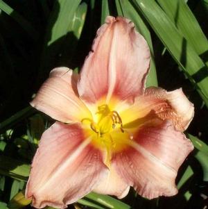 Hemerocallis Prairie Bella