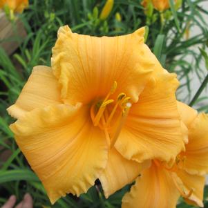 Hemerocallis Stella Bella