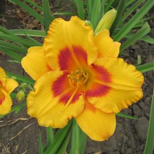 Hemerocallis Blackberry Sherbert