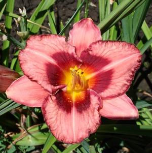 Hemerocallis Raspberry Ruffles