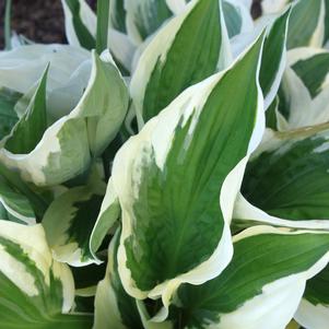 Hosta Sundancer
