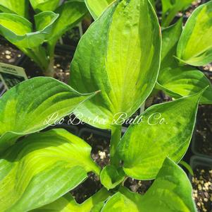 Hosta Whirlwind