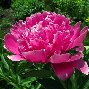 Peony lactiflora Margaret Truman