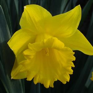 Daffodil Trumpet King Alfred