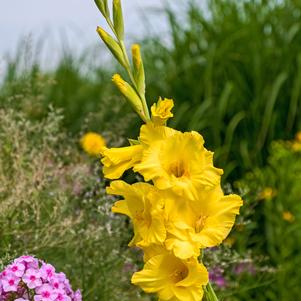 Gladiolus Nova Lux