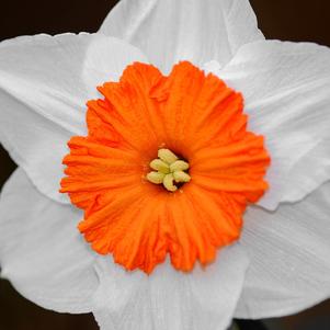 Daffodil Large Cupped Professor Einstein