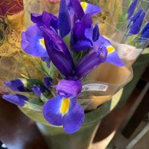 Iris Blue