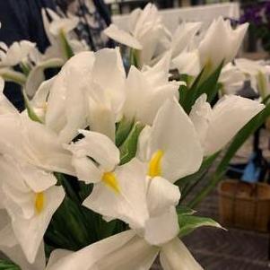 Iris White