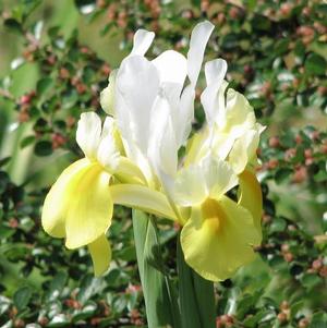 Iris Yellow