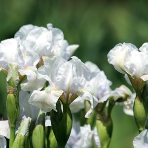 Iris Germanica White