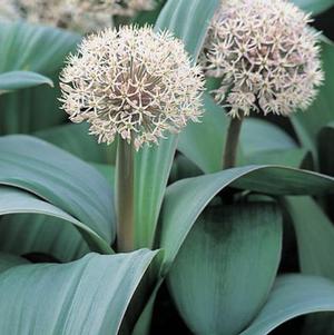 Allium Karataviense