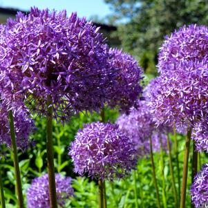 Allium Gigantheum