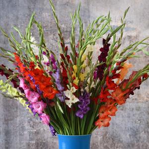 Gladiolus Mixed