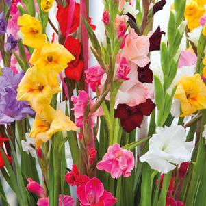 Gladiolus Pastel Mix