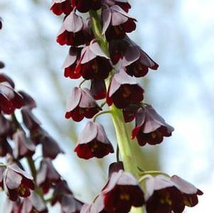 Fritillaria Persica