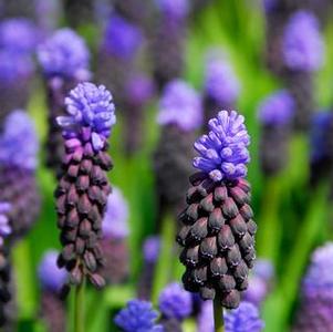 Muscari Latifolium