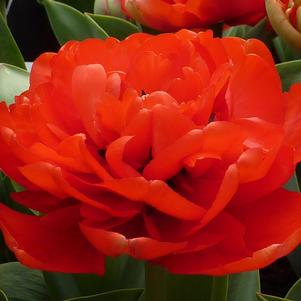 Tulip Double Early Abba