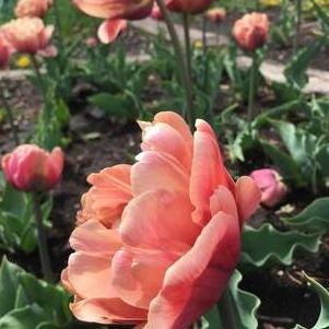 Tulip Double Early La Belle Epoque