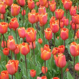 Tulip Triumph Annie Schilder