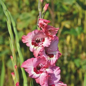 Gladiolus Wine & Rose