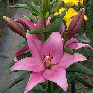 Lilies Longiflorum Asiatic Paciano