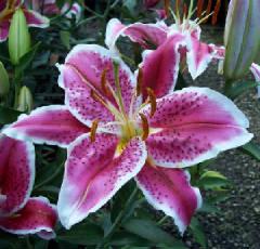 Lilies Oriental Starfighter