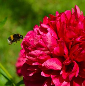Peony lactiflora Ben Franklin