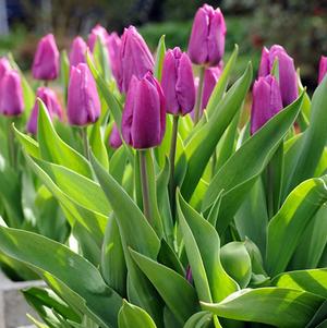 Precooled Tulip for Pot Attila