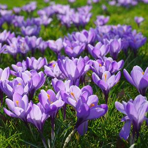 Precooled Crocus Vernus Remembrance