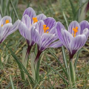 Precooled Crocus Vernus Pickwick