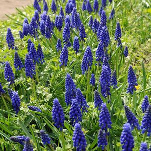 Precooled Muscari Armeniacum