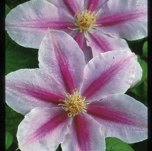 Clematis Bee's Jubilee