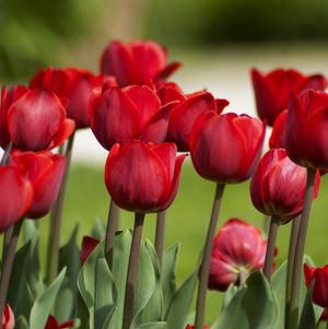 Tulip Single Early Ruby Prince