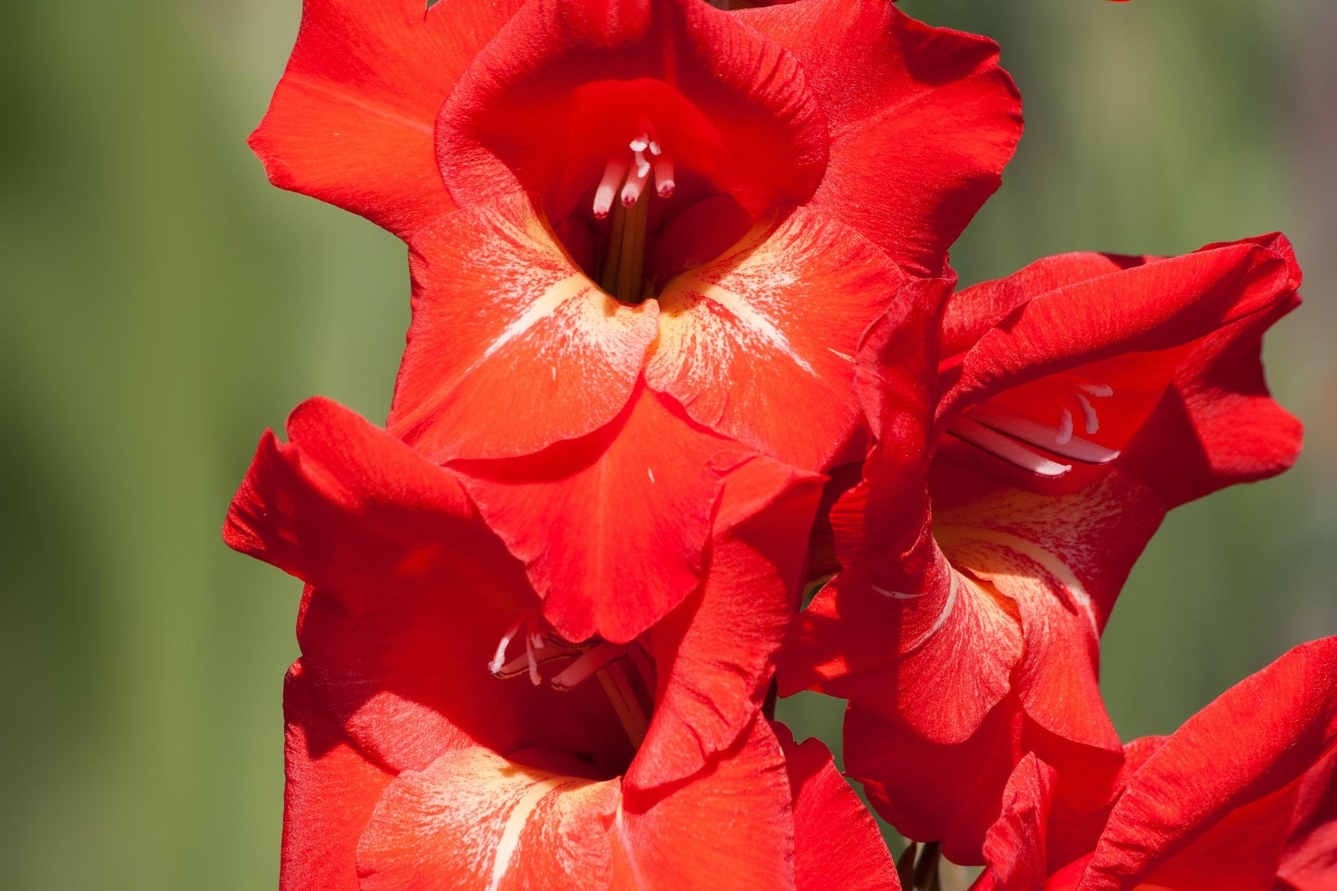 Gladiolus 'Traderhorn' - Large Flowering Gladiolus (Shipping begins Feb. 1) from Leo Berbee Bulb Company