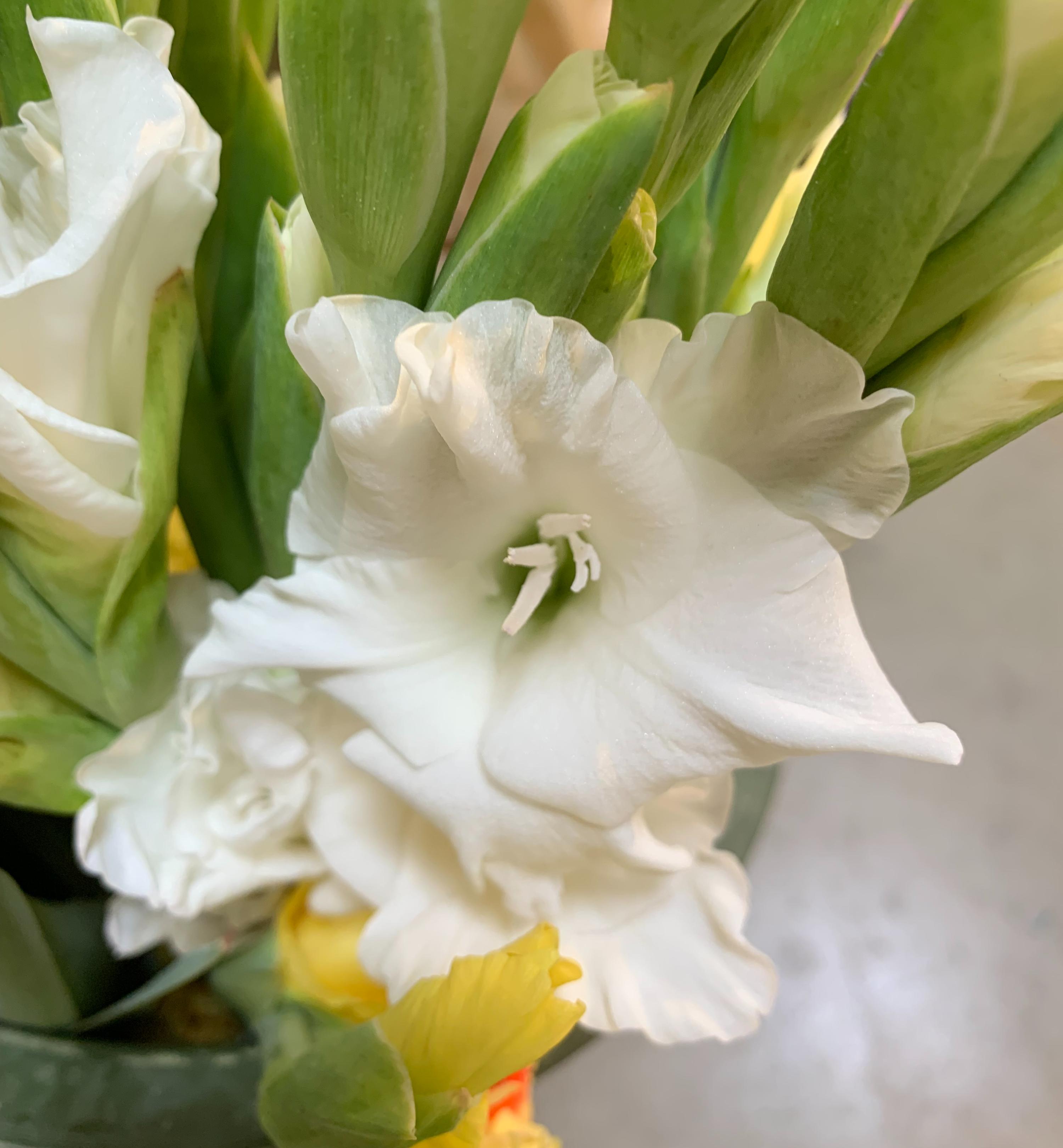 Gladiolus 'White Prosperity' - Large Flowering Glad from Leo Berbee Bulb Company