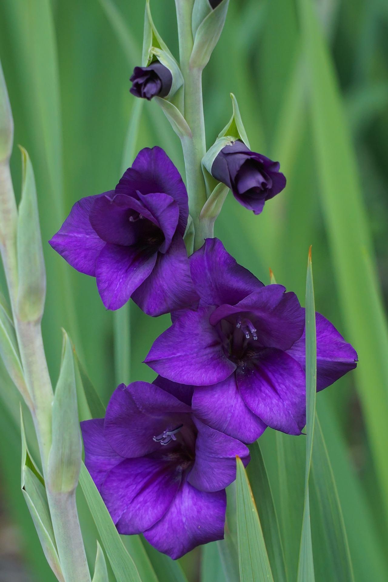 Gladiolus 'Purple Flora' - Large Flowering Gladiolus (Shipping begins Feb. 1) from Leo Berbee Bulb Company